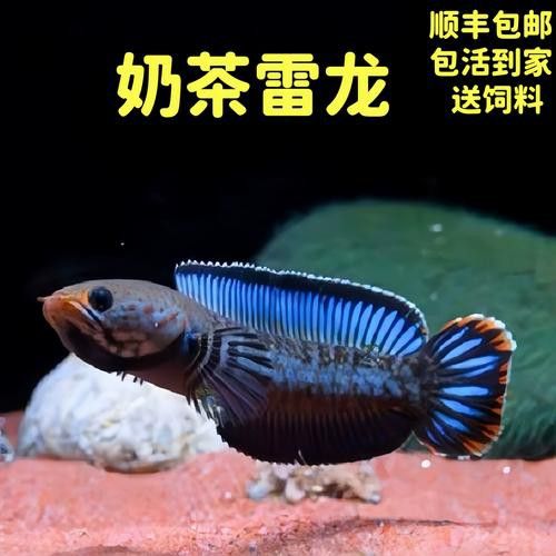 藍帆雷龍魚