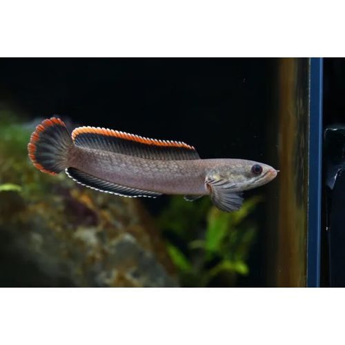 藍帆雷龍魚