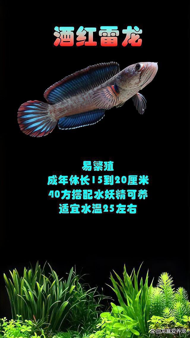 藍帆雷龍魚