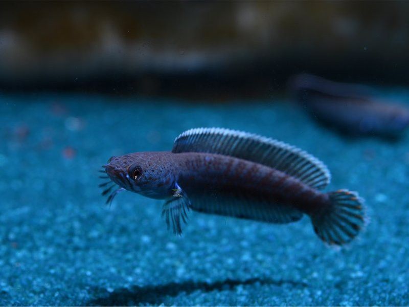 藍帆雷龍魚