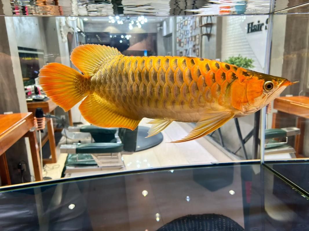印尼紅龍魚發色過程圖片欣賞
