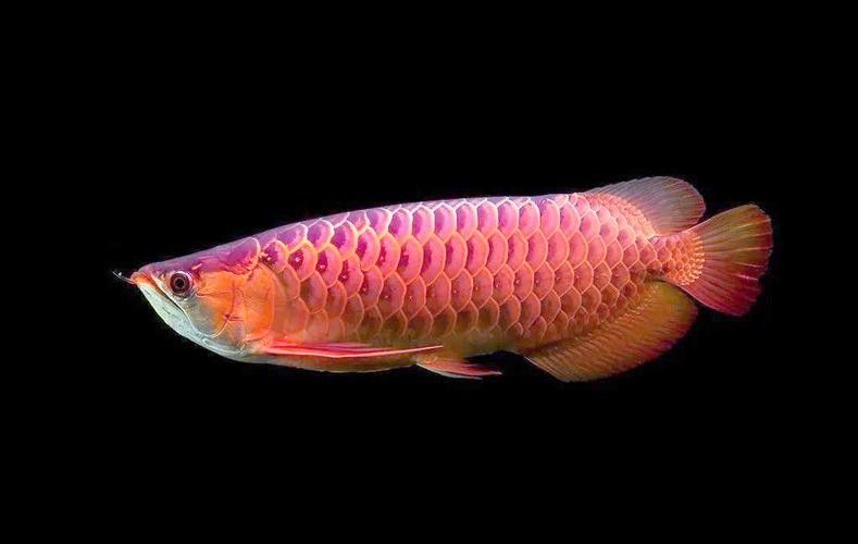 龍魚圖片真實照片