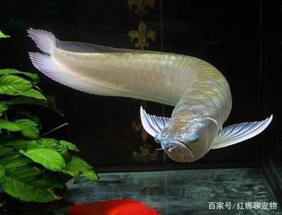 如何養好銀龍魚（養好銀龍魚需要注意以下幾個方面）