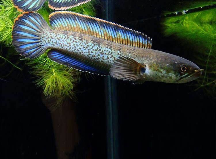 雷龍魚吃小魚嗎（如何判斷雷龍魚性格，雷龍魚食物種類介紹）