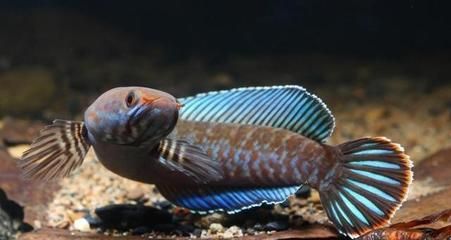 雷龍魚吃小魚嗎（如何判斷雷龍魚性格，雷龍魚食物種類介紹）