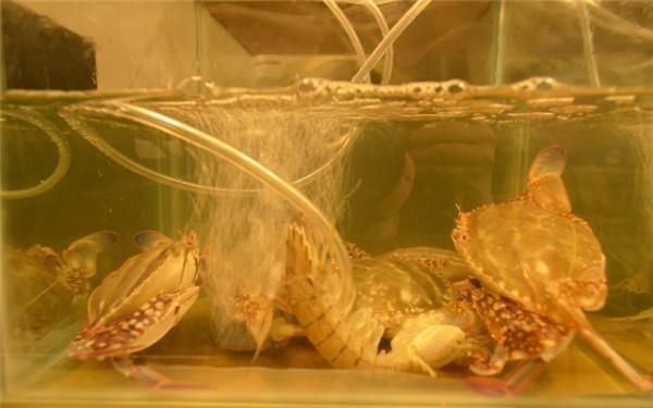 龍魚橫著漂浮在水面上不動(dòng)了：龍魚橫著漂浮在水面上不動(dòng)可能是由多種原因引起的