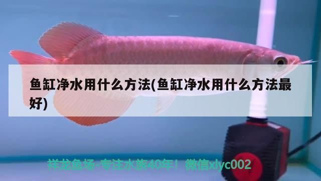 金龍魚混養魚（金龍魚混養水溫控制，金龍魚混養疾病預防）
