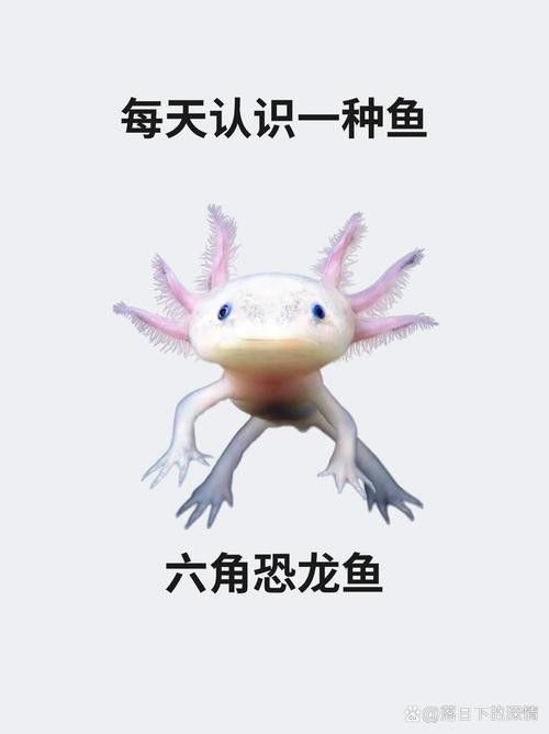 恐龍魚品種大全圖片
