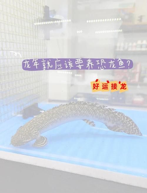 恐龍魚品種大全圖片