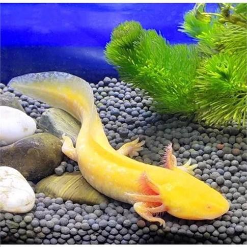 恐龍魚品種大全圖片