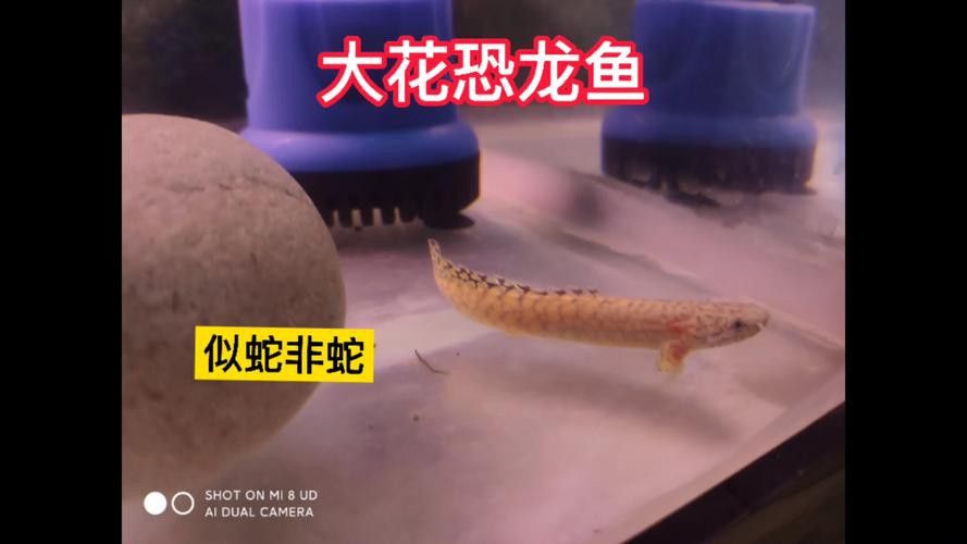 恐龍魚品種大全圖片