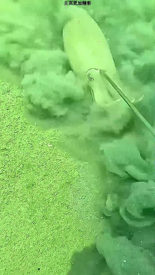 恐龍魚品種大全圖片