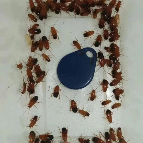 紅龍魚不翹頭怎么回事（紅龍魚不翹頭可能由以下多種原因導致紅龍魚不翹頭）