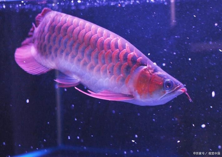 紅龍魚不翹頭怎么回事（紅龍魚不翹頭可能由以下多種原因導致紅龍魚不翹頭）