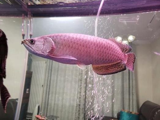 紅龍魚不翹頭怎么回事（紅龍魚不翹頭可能由以下多種原因導致紅龍魚不翹頭）