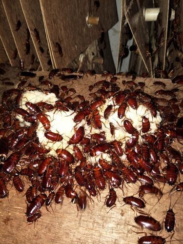 紅龍魚不翹頭怎么回事（紅龍魚不翹頭可能由以下多種原因導致紅龍魚不翹頭）