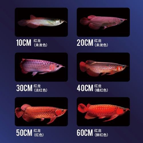 紅龍魚不翹頭怎么回事（紅龍魚不翹頭可能由以下多種原因導致紅龍魚不翹頭）