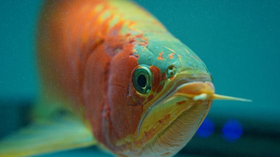 紅龍魚不翹頭怎么回事（紅龍魚不翹頭可能由以下多種原因導致紅龍魚不翹頭）