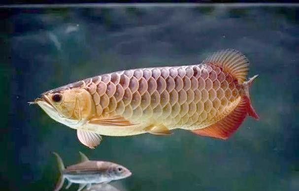 紅龍魚不翹頭怎么回事（紅龍魚不翹頭可能由以下多種原因導致紅龍魚不翹頭）