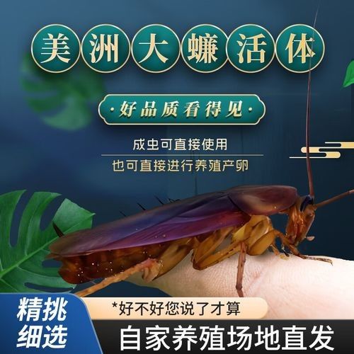 紅龍魚不翹頭怎么回事（紅龍魚不翹頭可能由以下多種原因導致紅龍魚不翹頭）