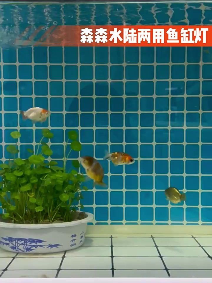 金龍魚專用燈可以用來植物光合作用嗎？
