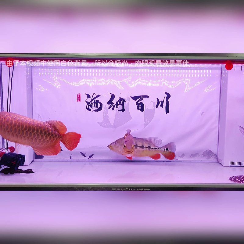 金龍魚專用燈可以用來植物光合作用嗎？