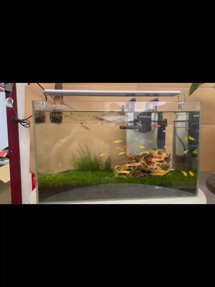 金龍魚專用燈可以用來植物光合作用嗎？