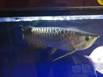 龍魚長到50公分要多久（龍魚長到50公分的時間因品種、飼養條件等因素而異）