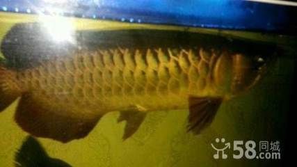 龍魚長到50公分要多久（龍魚長到50公分的時間因品種、飼養條件等因素而異）