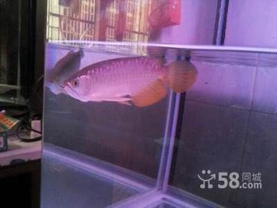 龍魚長到50公分要多久（龍魚長到50公分的時間因品種、飼養條件等因素而異）