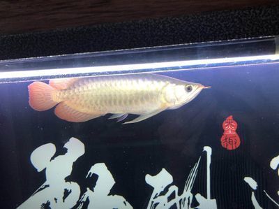 喂食龍魚冷凍魚好還是魚干好（喂食龍魚時(shí)，選擇冷凍魚還是魚干）