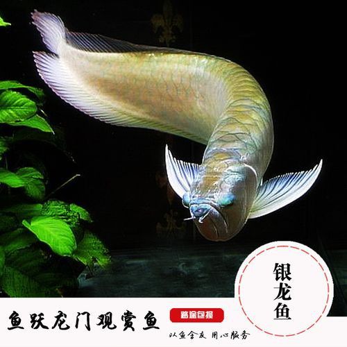 金龍魚銀龍魚能混養嗎圖片