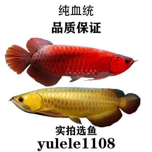 金龍魚銀龍魚能混養嗎圖片