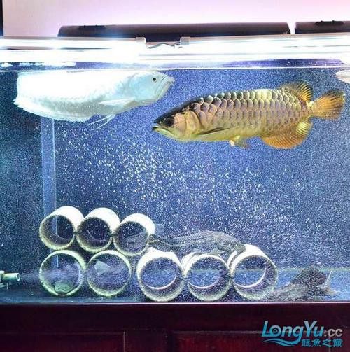 金龍魚銀龍魚能混養嗎圖片