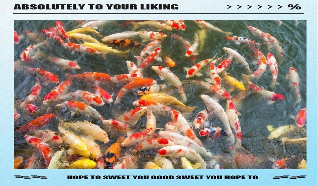 錦鯉丹頂是三色寓意