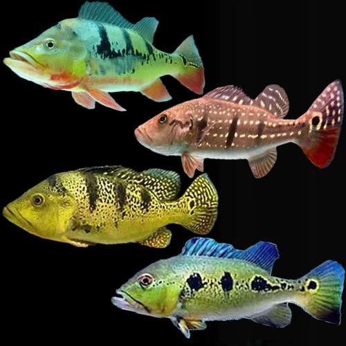 皇冠魚可以和龍魚虎魚混養(yǎng)嗎圖片對比