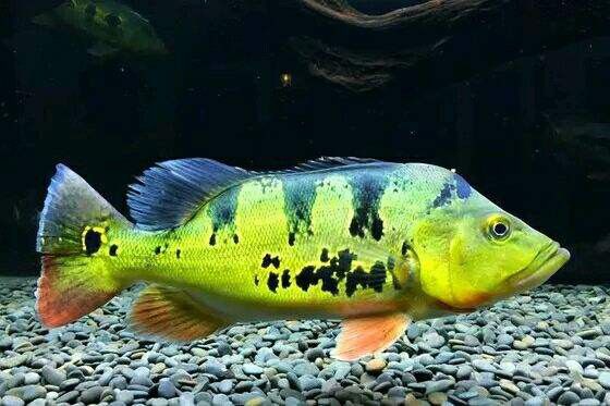 皇冠魚可以和龍魚虎魚混養(yǎng)嗎圖片對比