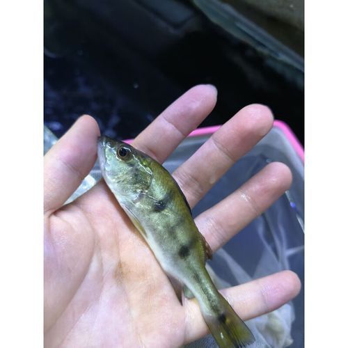 皇冠魚可以和龍魚虎魚混養(yǎng)嗎圖片對比