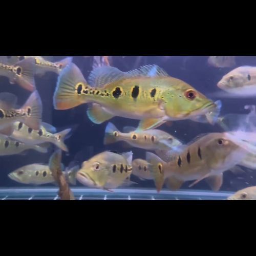 皇冠魚可以和龍魚虎魚混養(yǎng)嗎圖片對比