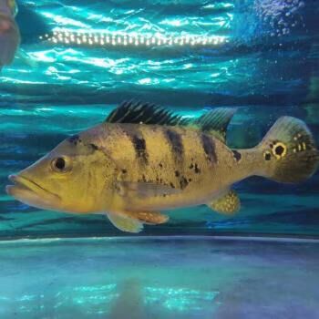 皇冠魚可以和龍魚虎魚混養(yǎng)嗎圖片對比