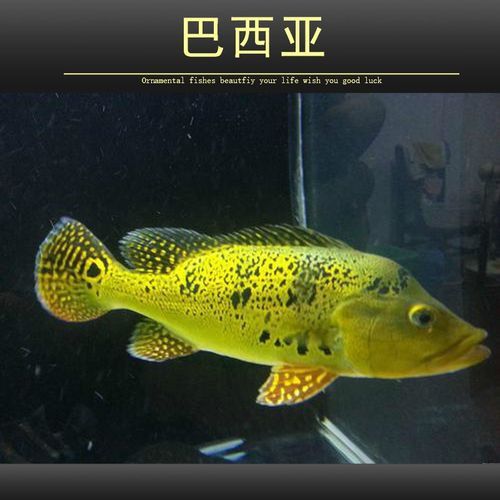 皇冠魚可以和龍魚虎魚混養(yǎng)嗎圖片對比