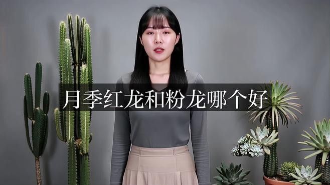 如何區分粉龍和紅龍的幼苗？