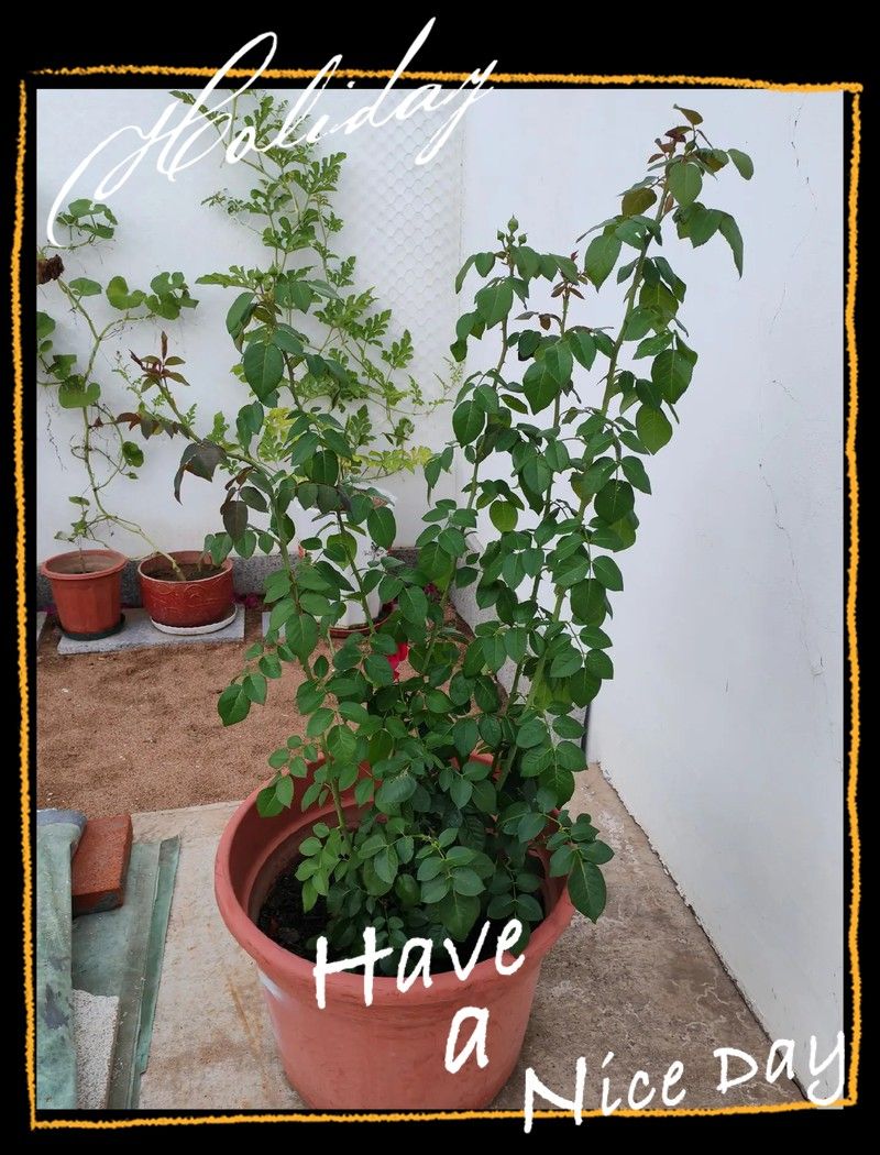 如何區分粉龍和紅龍的幼苗？