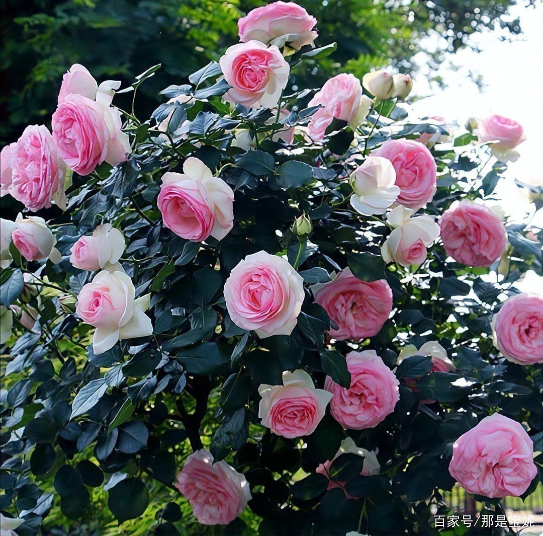 如何區分粉龍和紅龍的幼苗？