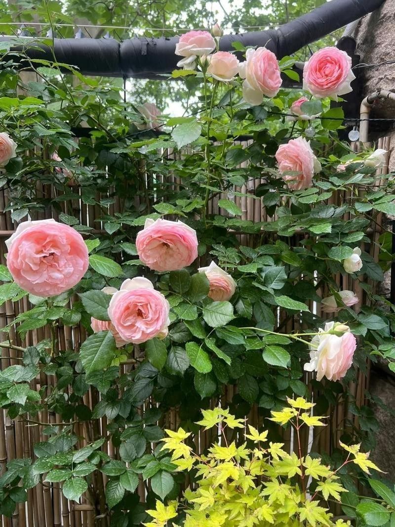 如何區分粉龍和紅龍的幼苗？