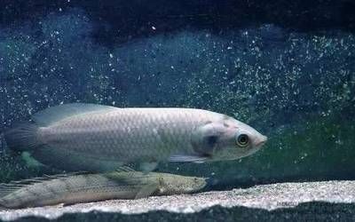 龍魚最低多少溫度會死亡：龍魚最低多少溫度會死亡，龍魚低溫環境下的護理