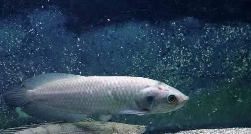 龍魚最低多少溫度會死亡：龍魚最低多少溫度會死亡，龍魚低溫環境下的護理