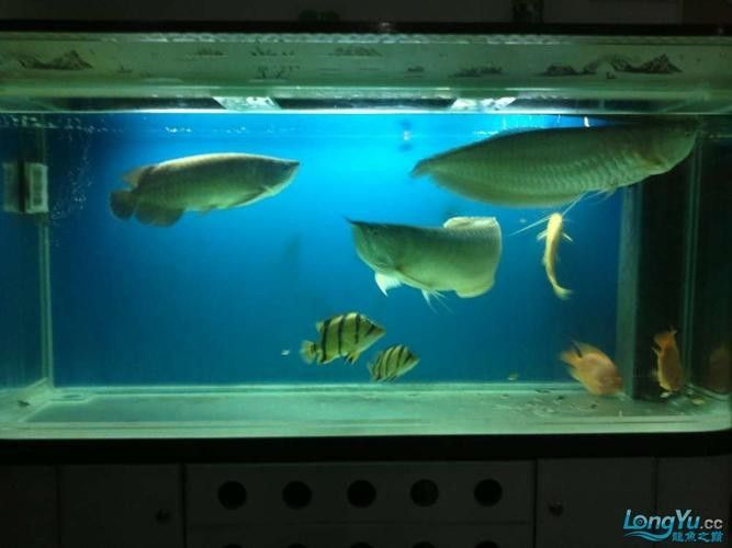 銀龍魚和虎魚能混養(yǎng)嗎圖片欣賞大全