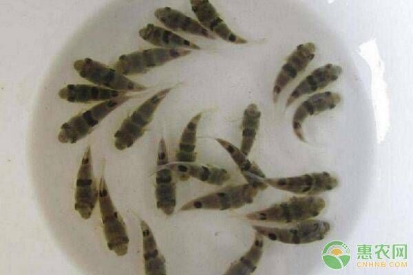 魚苗喂食頻率與量：魚苗喂食頻率和量是確保它們健康成長的關鍵是正確的喂養方法 魚苗喂食頻率與量：魚苗喂食頻率和量是確保它們健康成長的關鍵是正確的喂養方法 龍魚百科 第4張