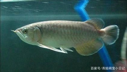 龍魚鱗片褪色透明：龍魚鱗片褪色透明可能由多種因素引起，了解龍魚鱗片疾病治療方法